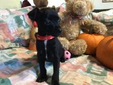 ~~~Mini Pin x Chihuahua  For Sale ~~~