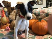 ~~~Mini Pin x Chihuahua  For Sale ~~~ - Photo 2
