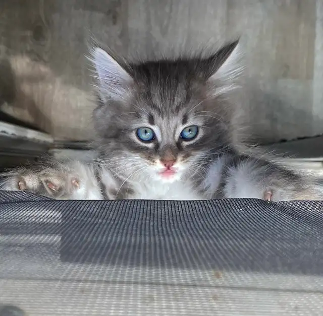 Purebred Hypoallergenic Siberian Kittens!