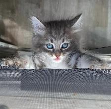 Purebred Hypoallergenic Siberian Kittens!