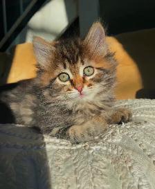 Purebred Hypoallergenic Siberian Kittens! - Photo 2
