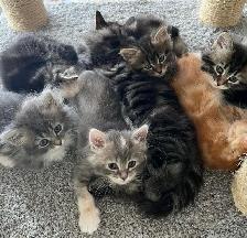 Purebred Hypoallergenic Siberian Kittens! - Photo 3