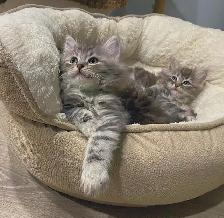 Purebred Hypoallergenic Siberian Kittens! - Photo 4