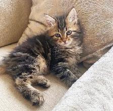 Purebred Hypoallergenic Siberian Kittens! - Photo 5