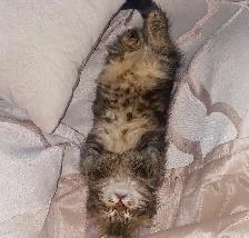 Purebred Hypoallergenic Siberian Kittens! - Photo 6