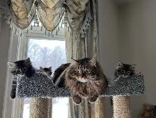 Purebred Hypoallergenic Siberian Kittens! - Photo 7