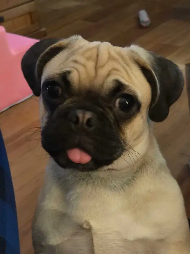 Beautiful 16 Month Female Pug Has Had Her First Shots