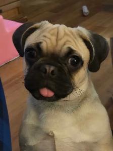 Beautiful 16 Month Female Pug Has Had Her First Shots