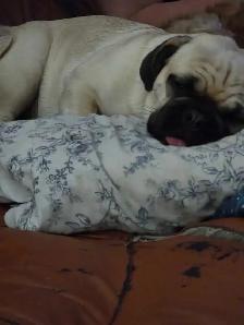 Beautiful 16 Month Female Pug Has Had Her First Shots - Photo 2