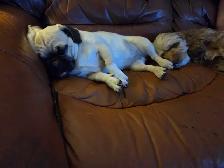 Beautiful 16 Month Female Pug Has Had Her First Shots - Photo 3