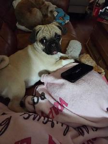 Beautiful 16 Month Female Pug Has Had Her First Shots - Photo 4