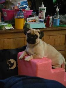 Beautiful 16 Month Female Pug Has Had Her First Shots - Photo 5