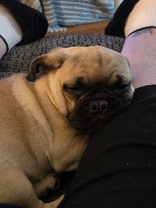 Beautiful 16 Month Female Pug Has Had Her First Shots - Photo 6