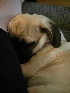 Beautiful 16 Month Female Pug Has Had Her First Shots - Photo 7