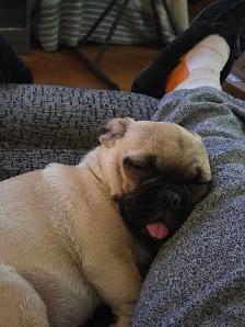 Beautiful 16 Month Female Pug Has Had Her First Shots - Photo 8