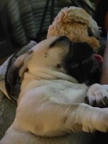 Beautiful 16 Month Female Pug Has Had Her First Shots - Photo 9