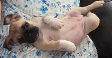 Beautiful 16 Month Female Pug Has Had Her First Shots - Photo 10