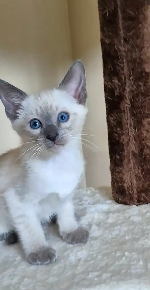 Blue point Siamese kitten