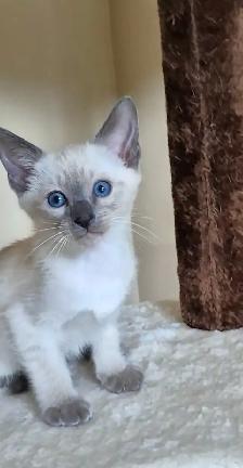 Blue point Siamese kitten