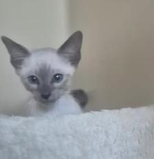 Blue point Siamese kitten - Photo 2