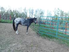 appaloosa foals