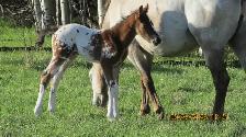 appaloosa foals - Photo 2