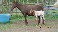appaloosa foals - Photo 3
