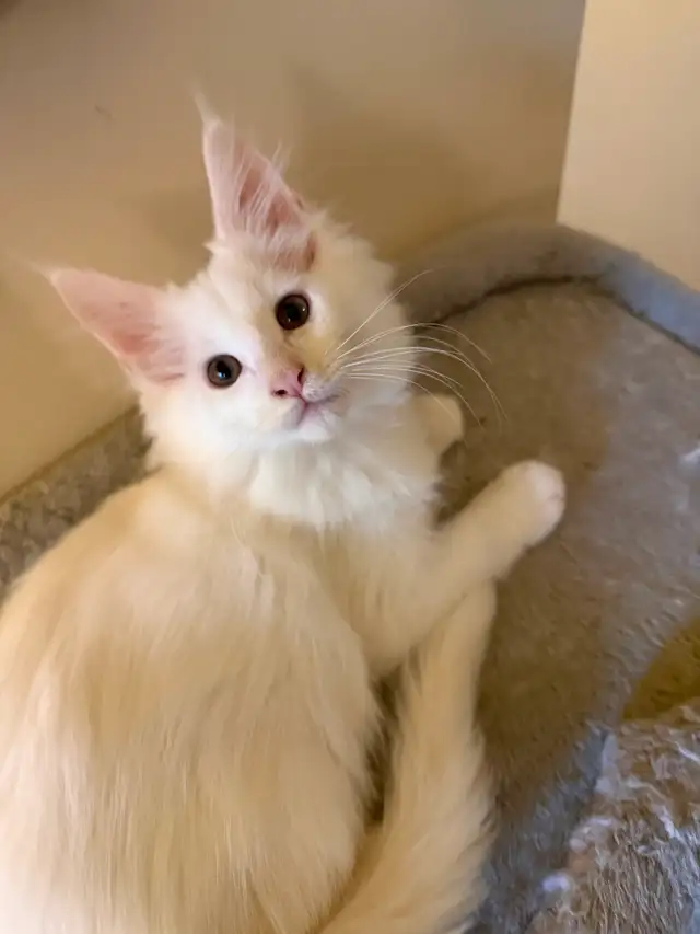✨Superbes chatons Mainecoon ✨ TOUS RÉSERVÉS
