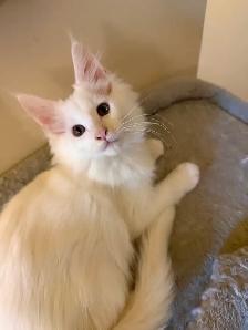 ✨Superbes chatons Mainecoon ✨ TOUS RÉSERVÉS
