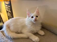 ✨Superbes chatons Mainecoon ✨ TOUS RÉSERVÉS - Photo 2