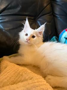 ✨Superbes chatons Mainecoon ✨ TOUS RÉSERVÉS - Photo 3