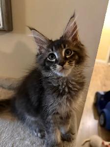 ✨Superbes chatons Mainecoon ✨ TOUS RÉSERVÉS - Photo 4