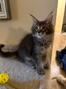 ✨Superbes chatons Mainecoon ✨ TOUS RÉSERVÉS - Photo 5