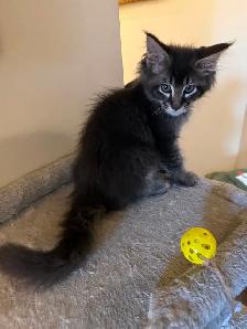 ✨Superbes chatons Mainecoon ✨ TOUS RÉSERVÉS - Photo 6