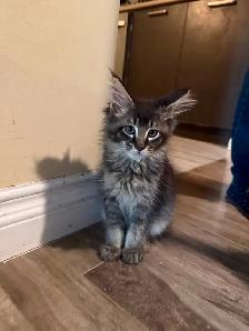 ✨Superbes chatons Mainecoon ✨ TOUS RÉSERVÉS - Photo 7