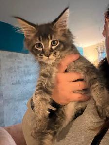 ✨Superbes chatons Mainecoon ✨ TOUS RÉSERVÉS - Photo 8