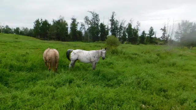 Appaloosa and quarter horse brood mares