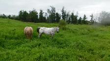 Appaloosa and quarter horse brood mares