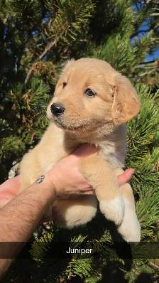 Golden Retriever   Great Pyrenees Puppies