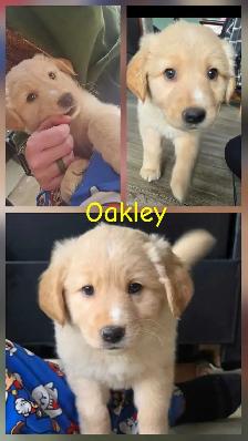 Golden Retriever   Great Pyrenees Puppies - Photo 4