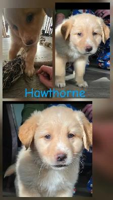 Golden Retriever   Great Pyrenees Puppies - Photo 5