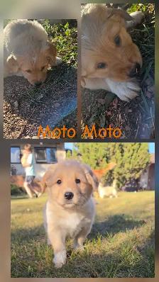 Golden Retriever   Great Pyrenees Puppies - Photo 6