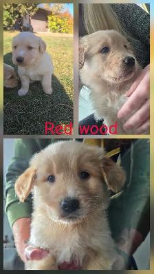 Golden Retriever   Great Pyrenees Puppies - Photo 7