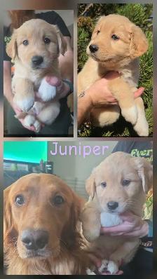 Golden Retriever   Great Pyrenees Puppies - Photo 8