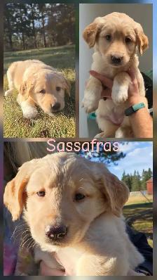 Golden Retriever   Great Pyrenees Puppies - Photo 9