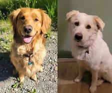 Golden Retriever   Great Pyrenees Puppies - Photo 10