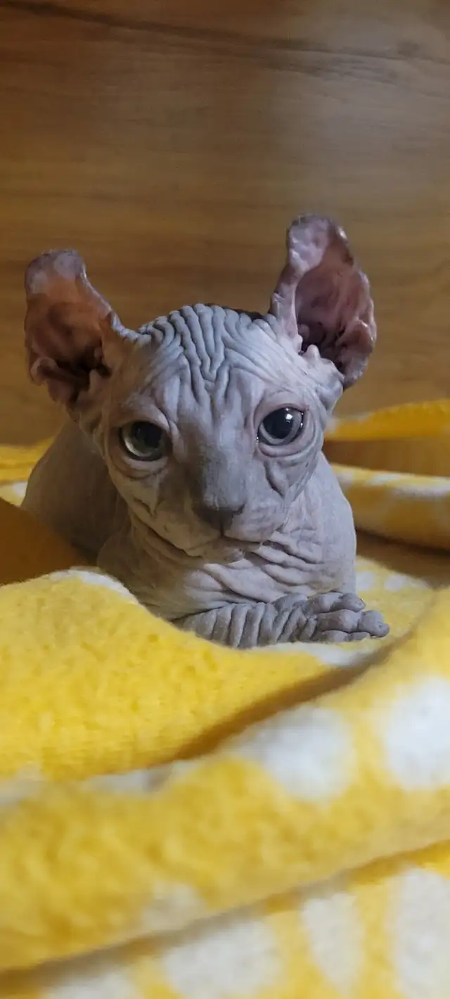 femelle sphynx Elf❤️stérilisée prêt à partir❤️