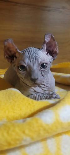 femelle sphynx Elf❤️stérilisée prêt à partir❤️