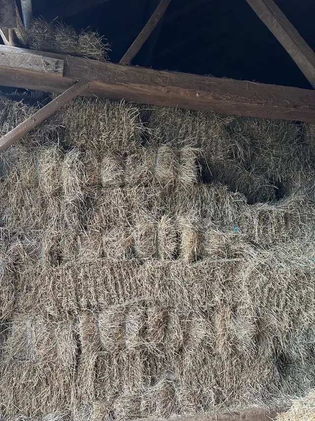 1st & 2nd cut hay