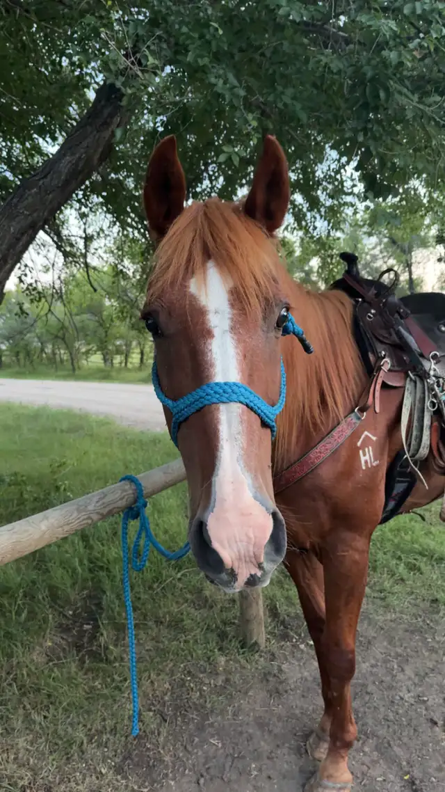 20 yr old QH gelding